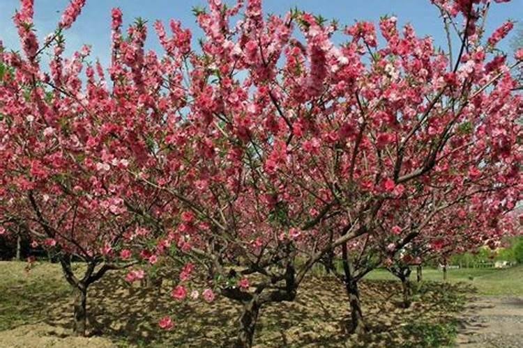 花树用什么肥料比较好