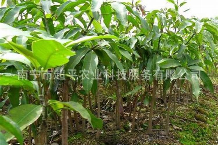 芒果用什么肥料能快速成长？施肥几次？