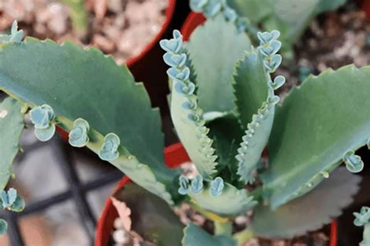 小麦抽穗扬花期管理技术与措施