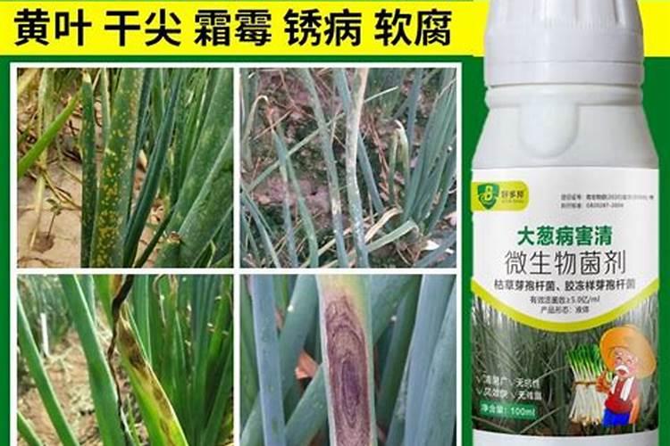 大葱用什么叶面肥效果好？大葱根茎块膨大素哪家好？