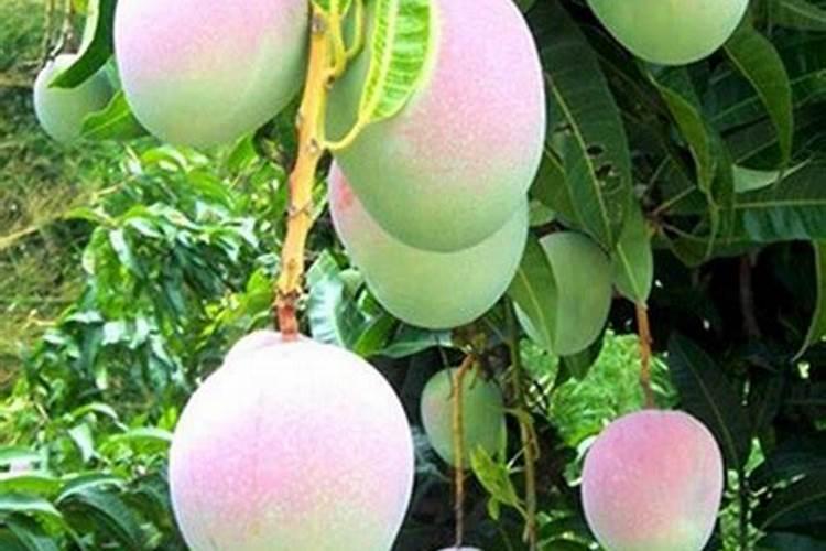 芒果种植希要什么肥料？