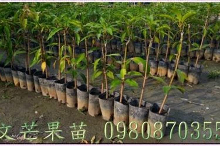 芒果苗怎么养护 什么时候可以移栽 怎么栽种