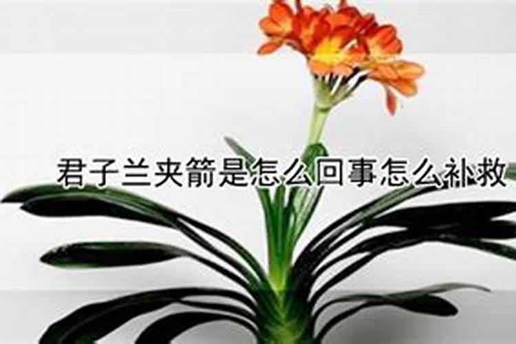 君子兰为什么夹箭以及解决办法 君子兰夹箭的原因