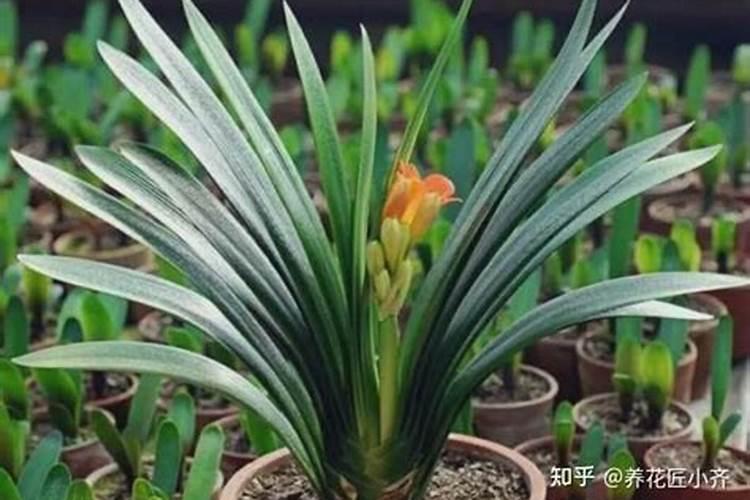 君子兰夹箭的原因有哪些 怎么处理