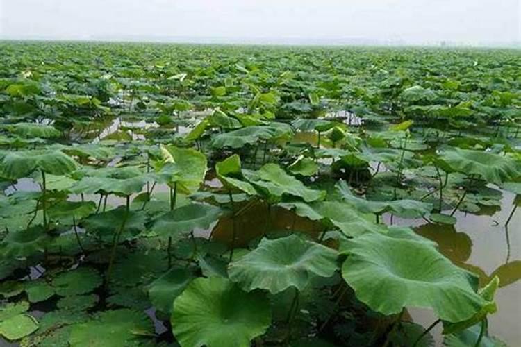 第一年藕田莲藕叶黄了怎么办