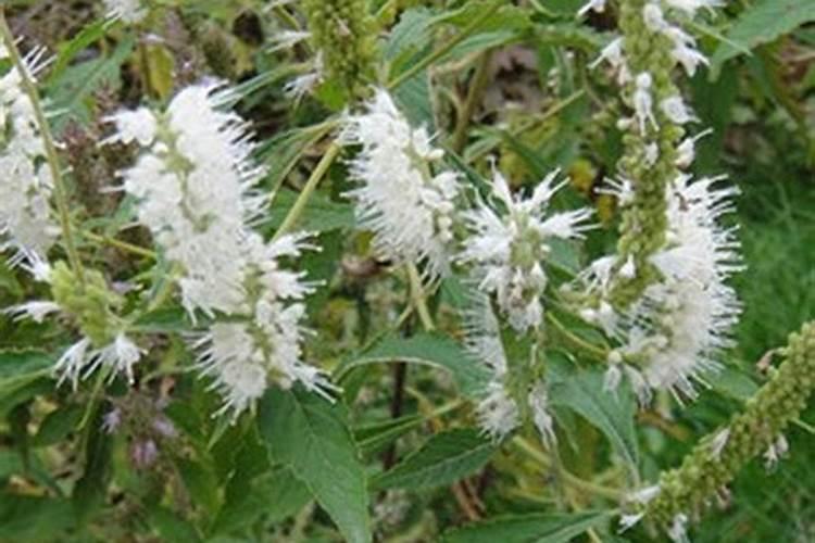 花叶病毒病用什么农药