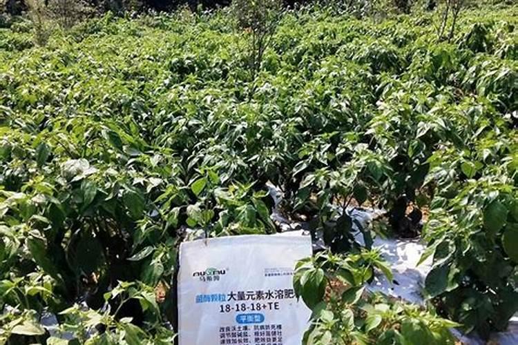 种七彩椒用什么肥料