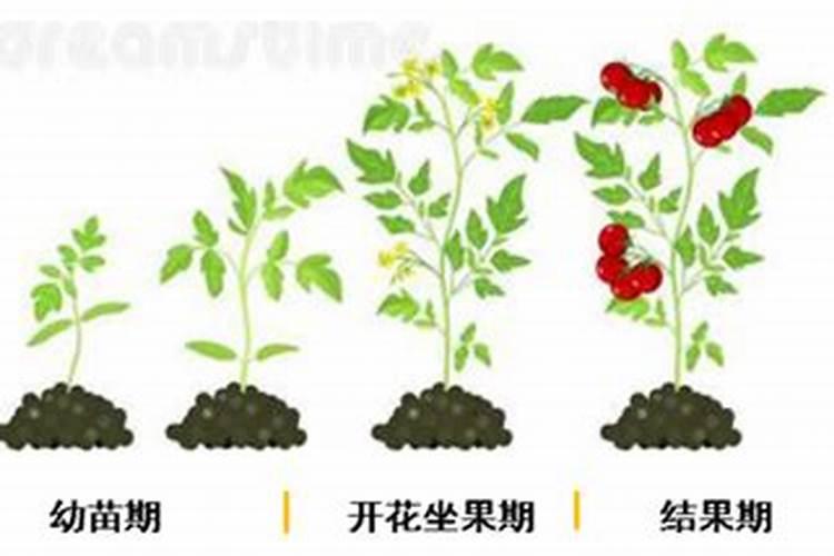 番茄各个时期施肥量详细表
