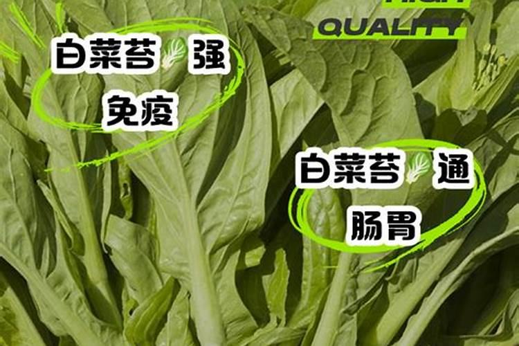 白菜苔浇水过多中午发涝会死掉吗