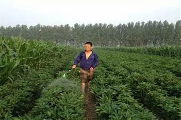 柑橘采收后喷什么叶面肥好？