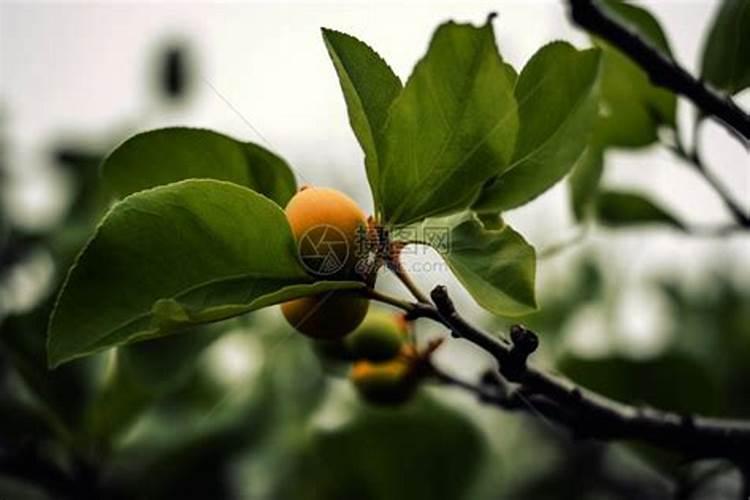 小番茄中期上什么肥料最好？