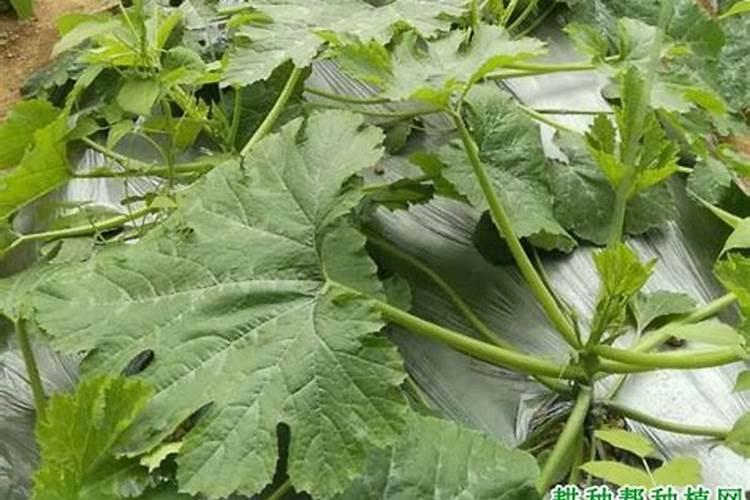 西葫芦苦味是施肥不当导致的吗？