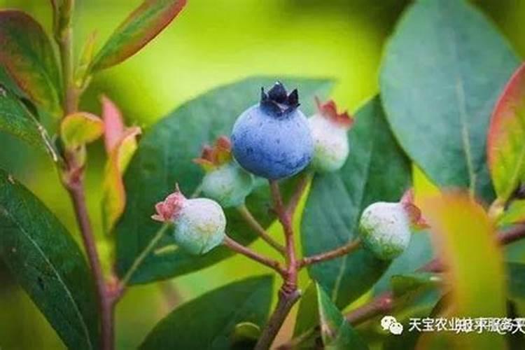 梨树施肥时间和方法 注意事项有哪些