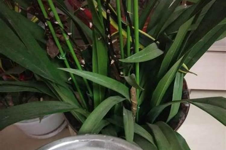 云南丹彤集团股份有限公司的公司发展