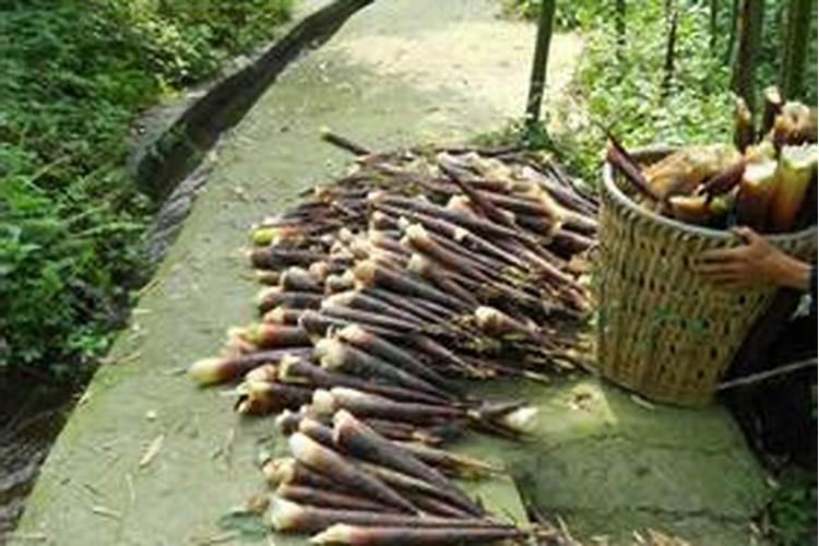 雷笋种植与管理