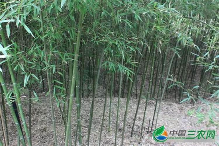 蜡梅枝条如何保持粗壮用什么肥料会变紫？
