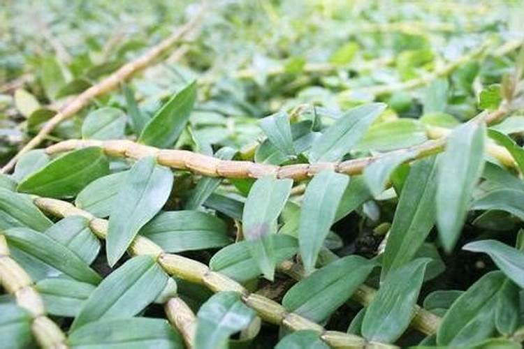 盆栽丁香花施什么肥(盆栽丁香花施肥指南,如何挑选合适的肥料,让花朵...