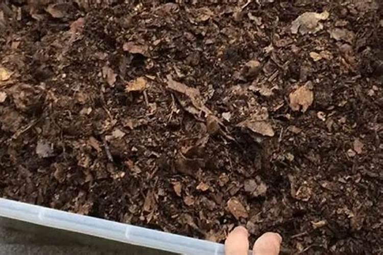 落叶直接埋土里能做肥料吗