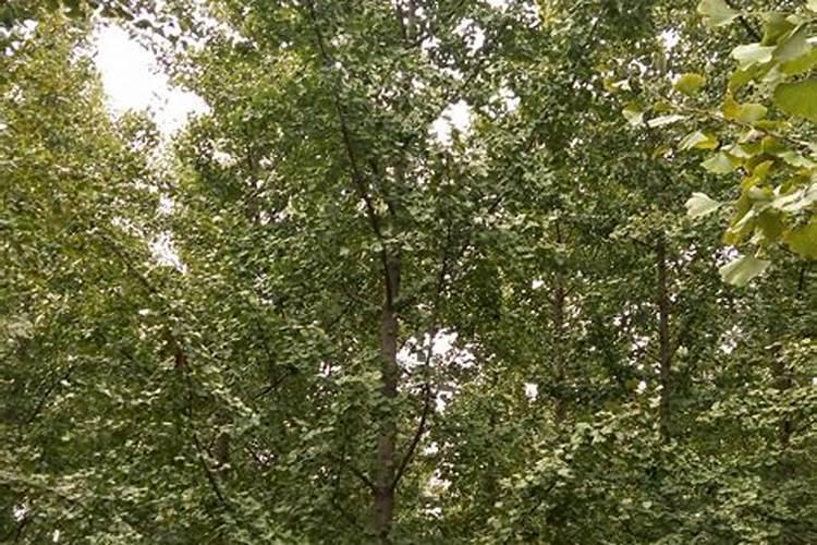 银杏树苗用什么肥料