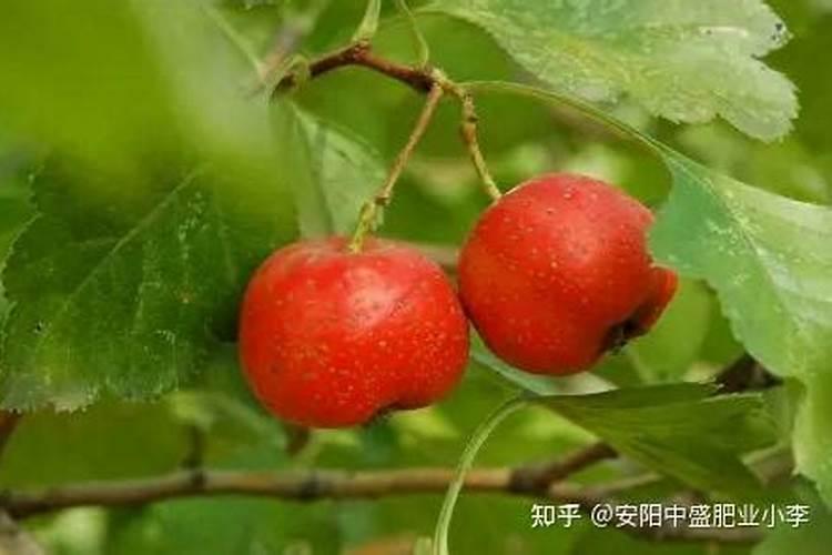 山楂树什么时间移植