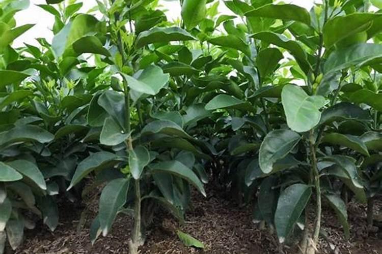 下雨天可以施肥吗 下雨天可以给农作物施肥吗