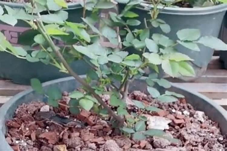 月季花的施肥方法