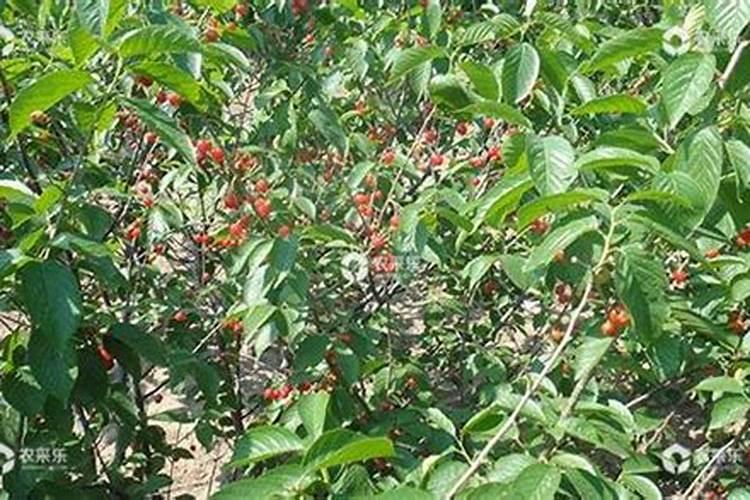 一年生大樱桃树怎样管理？