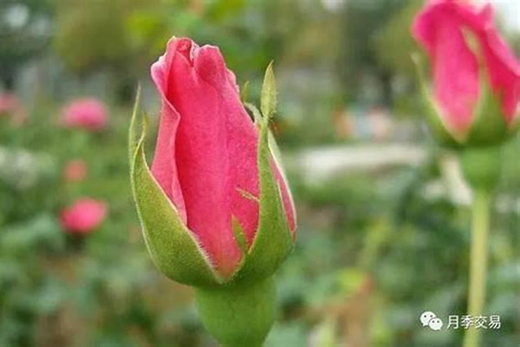 月季打花苞的时候能不能施肥