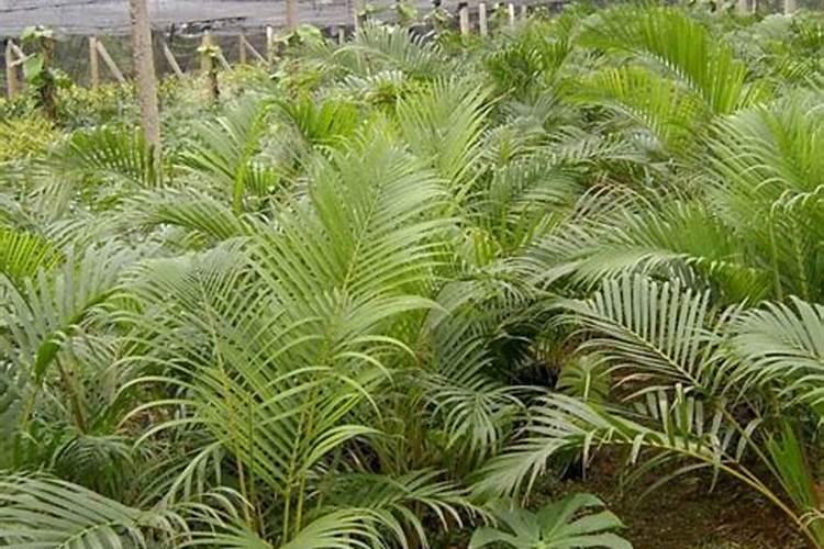 散尾葵怎么施肥最好,散尾葵用什么肥料(腐熟液肥)