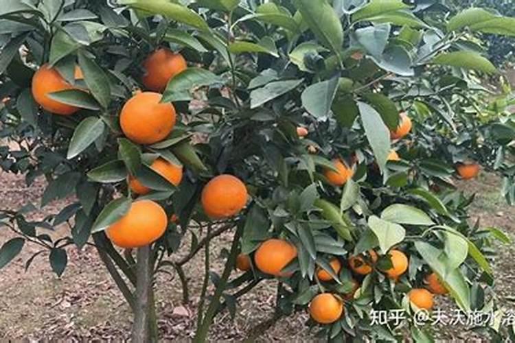 沙糖桔最好的肥料是什么？