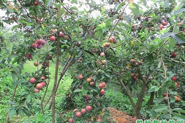 菜籽油饼直接放在土壤里当肥料有没有效果求解答啊!