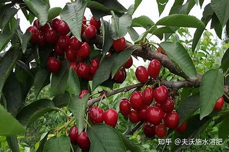 大樱桃开花坐果期咋施肥