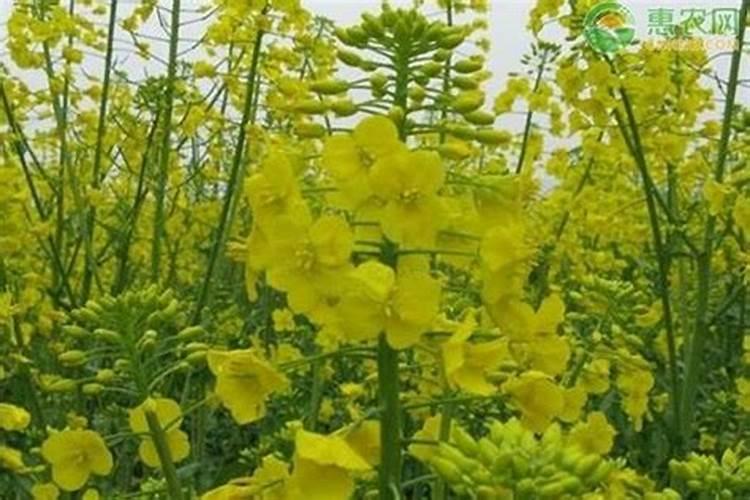 温室种植草莓在使用钙肥时,都有哪些注意事项？