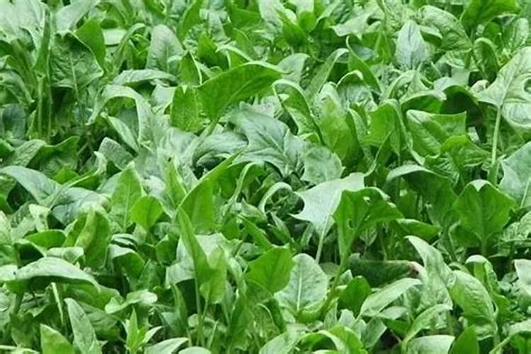 芥兰菜施什么肥