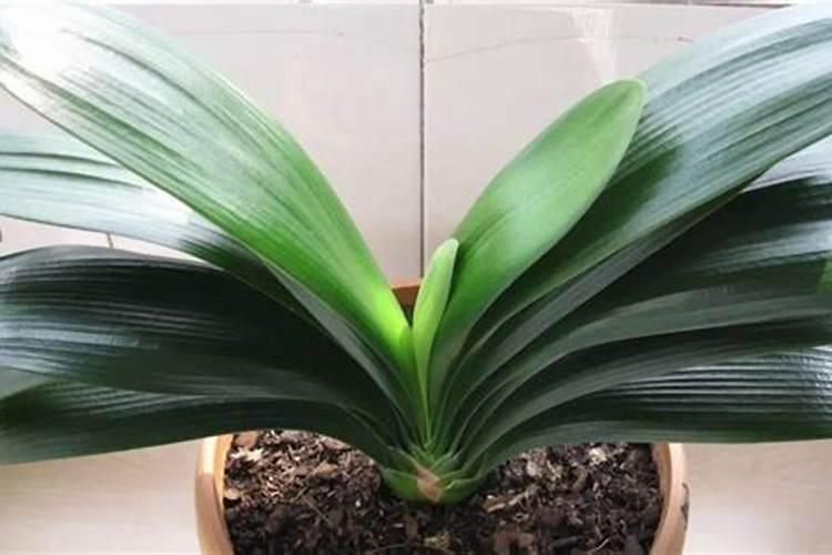 君子兰可以用复合肥吗