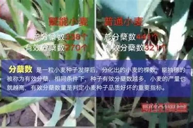 358、【量子】揭秘:“量子+生活”,全都是骗子!