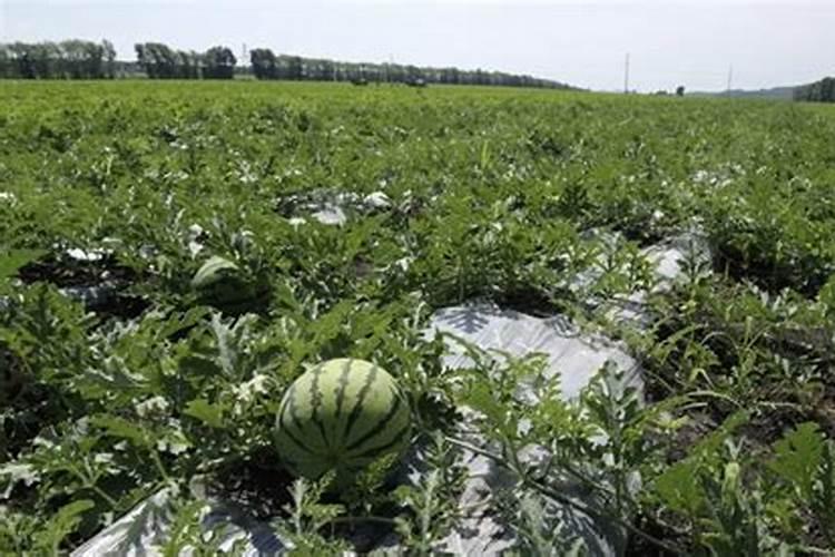 西瓜定植几天可施肥 施碳氨多少？