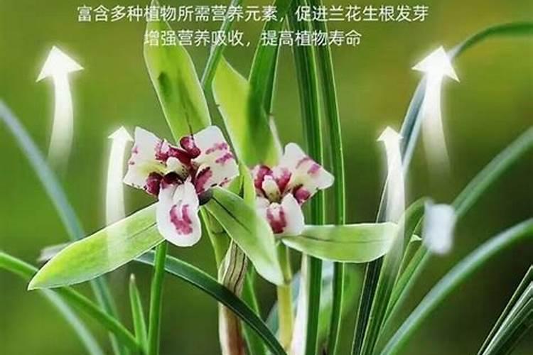 兰花施什么肥能促进开花
