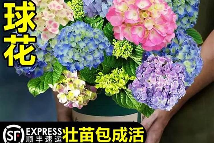 无尽夏不长花苞的原因