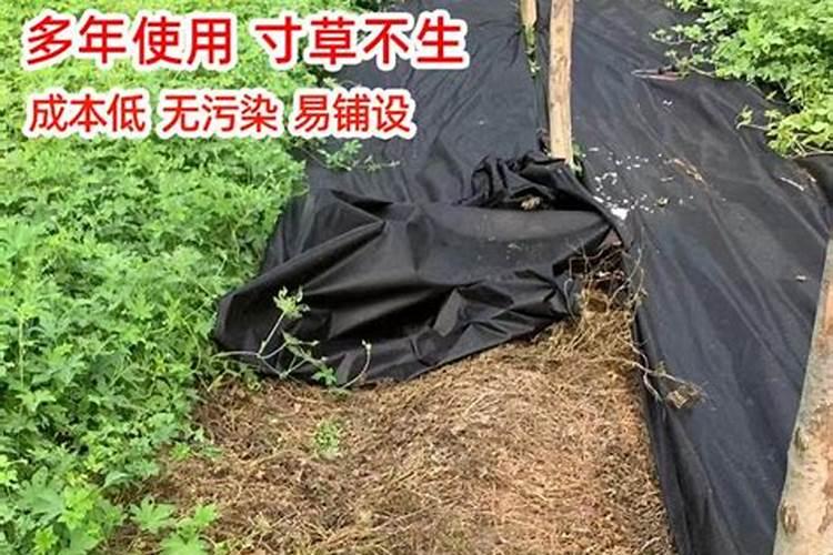 草可以直接埋土里做肥料吗