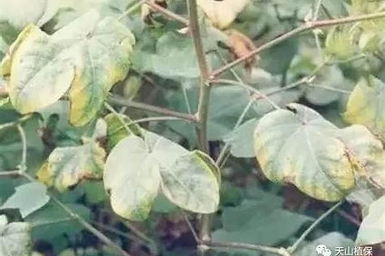 棉花叶子黄,厚,脆,死亡是咋回事