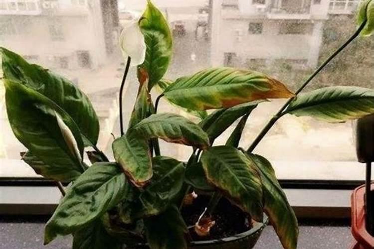 绿萝用什么肥料好