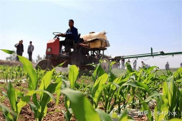玉米苗重除草剂药害了,可以用吲丁.奈乙酸加芸苔素加水溶肥一起喷施吗...