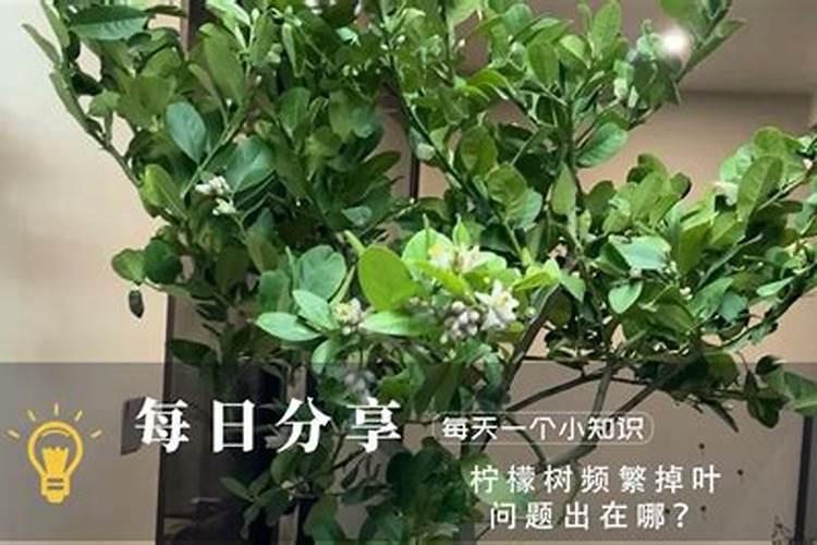 农大一把抓脲铵氮肥多少钱一吨