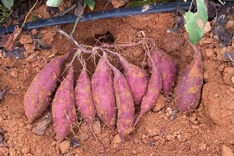 种红薯需要肥料吗