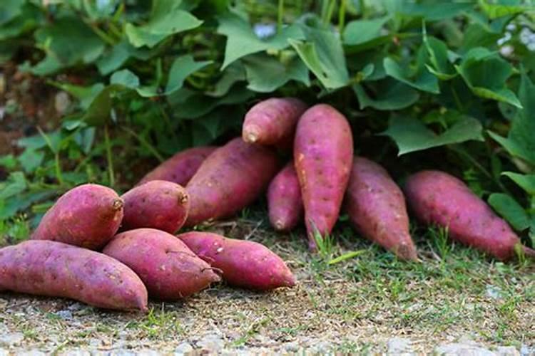 种红薯需要肥料吗