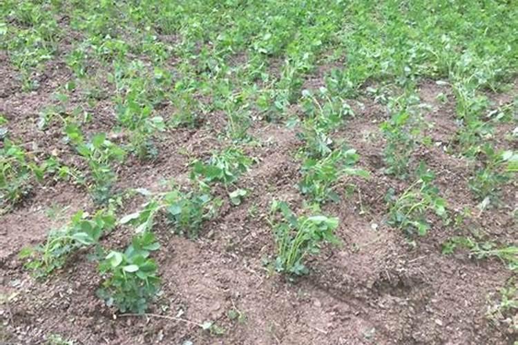 世界最大的巨型水稻