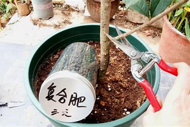 桂花树可以施复合肥吗