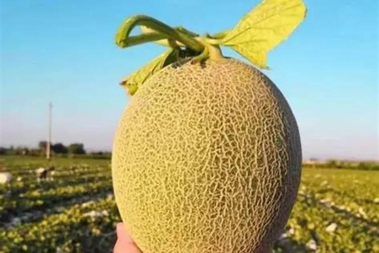 甜瓜授粉15天后冲平衡肥还是高钾肥好？