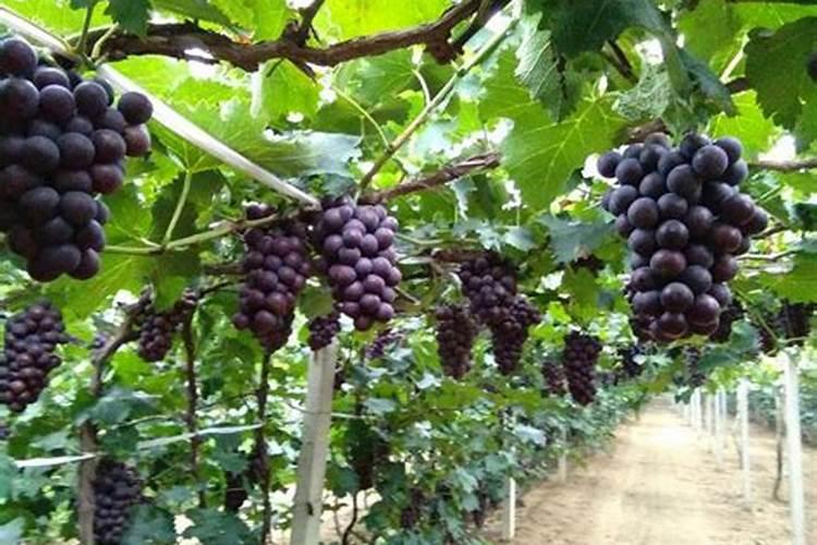 刚栽的葡萄树需要施肥吗？